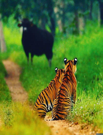 Bandipur-
