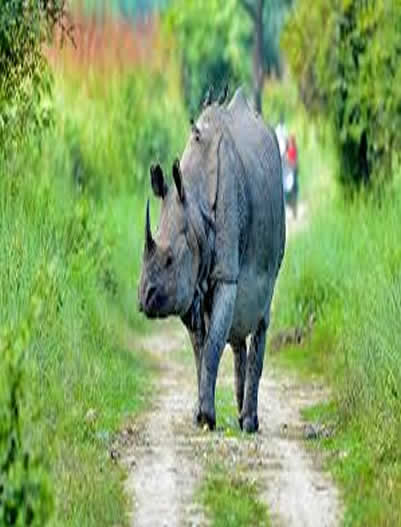 Kaziranga-kaziranga National Park