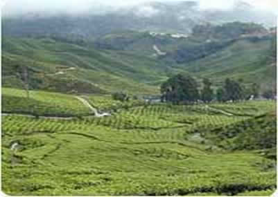 Gangtok Pelling Darjeeling By Air